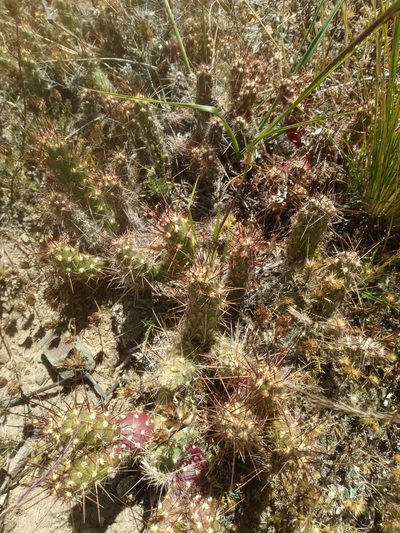 Austrocylindropuntia shaferi, photographed by Alfredo F. Fuentes Claros