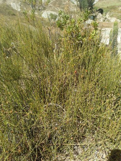 Ephedra americana, photographed by Alfredo F. Fuentes Claros