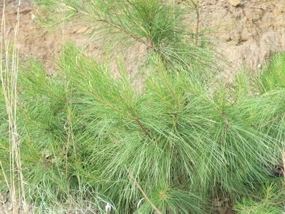 Pinus taeda, photographed by Morgan Hay