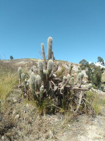 Oreocereus fossulatus, photographed by Alfredo F. Fuentes Claros