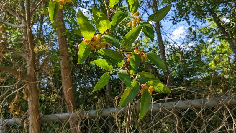 Smilax maritima, photographed by Joseph Aubert