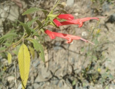 Salvia haenkei, photographed by Alfredo F. Fuentes Claros