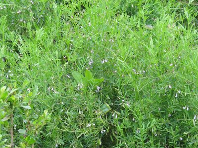Vicia tetrasperma, photographed by Garth Harwood