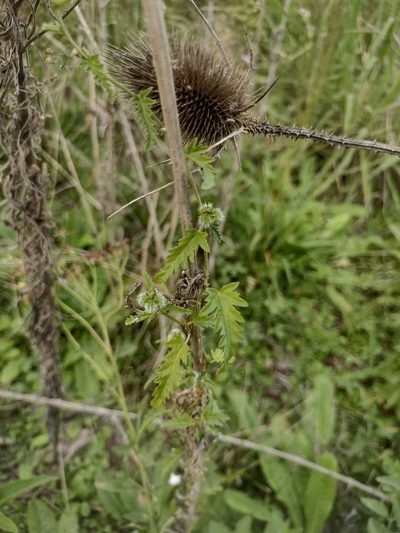 Tragia volubilis, photographed by demianlescano