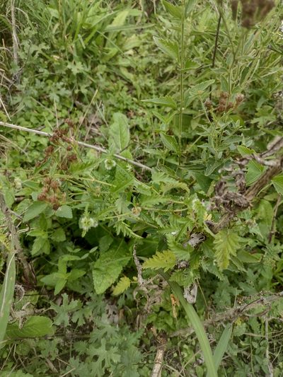 Tragia volubilis, photographed by demianlescano