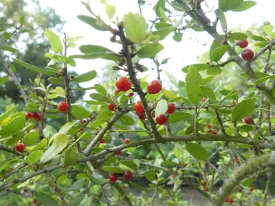 Ilex vomitoria, photographed by Morgan Hay