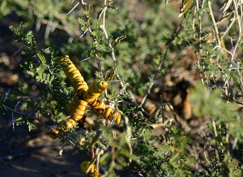 Strombocarpa strombulifera, photographed by veonatura
