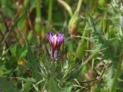 Carduus pycnocephalus, photographed by John Hibbard