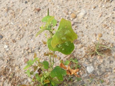 Smilax bona-nox, photographed by Morgan Hay