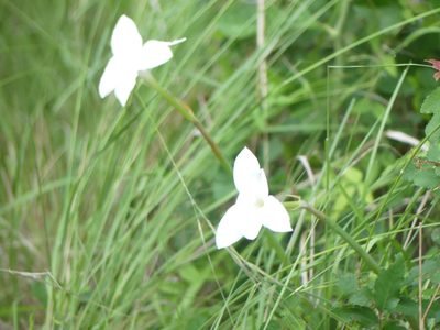 Zephyranthes drummondii, photographed by Morgan Hay