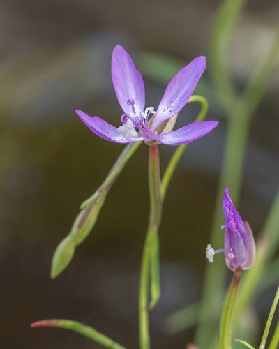 Clarkia modesta, photographed by Megan Ralph