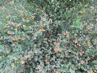 Acmispon glaber, photographed by Garth Harwood