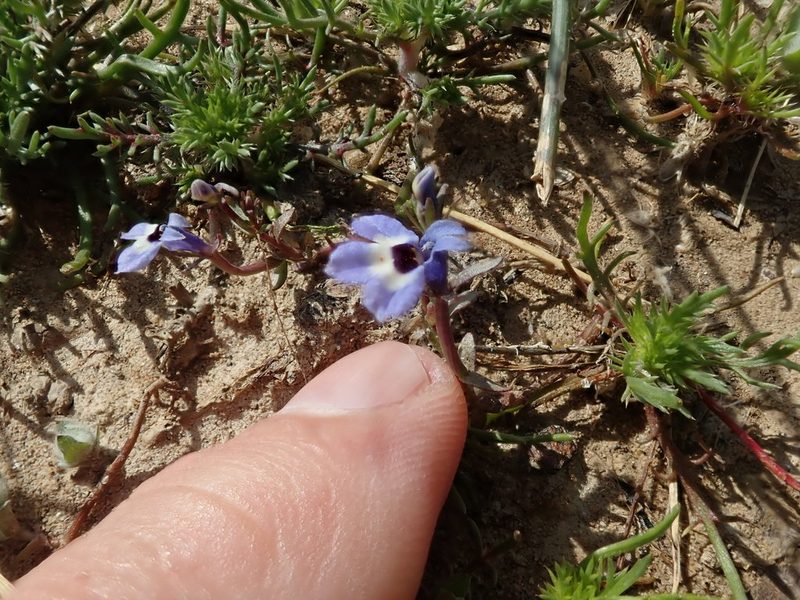Downingia concolor, photographed by joergmlpts