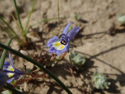 Downingia insignis, photographed by joergmlpts