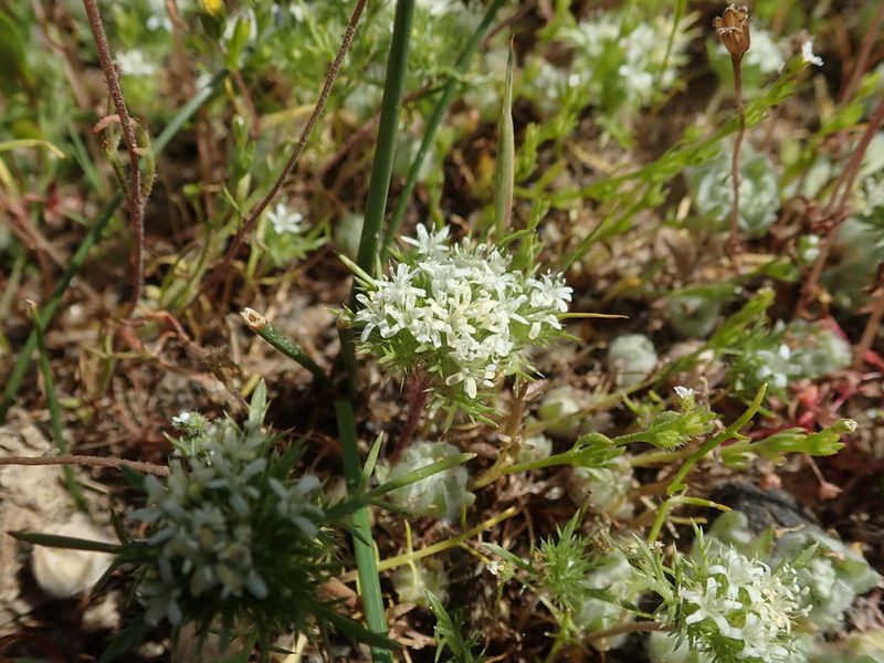 Navarretia leucocephala, photographed by joergmlpts