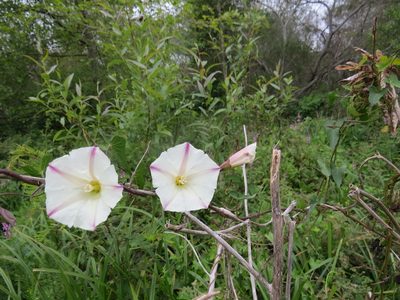 Calystegia purpurata, photographed by Garth Harwood