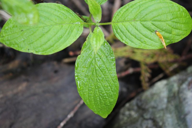 Cornus alba, photographed by Michelle Norcéide