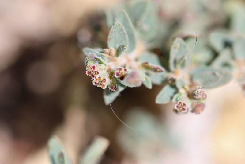 Euphorbia capitellata, photographed by Andrew Meeds