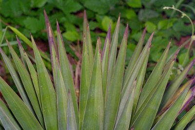 Yucca aloifolia, photographed by Michelle W. （鍾偉瑋）