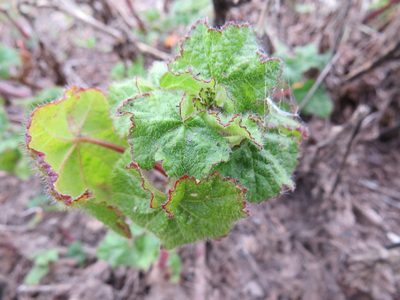 Phacelia malvifolia, photographed by Garth Harwood