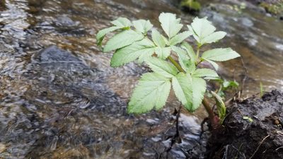 Angelica atropurpurea, photographed by Eric Schmidt