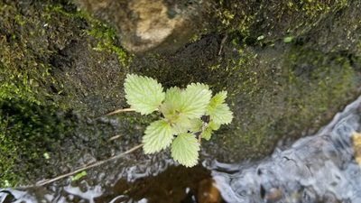 Urtica gracilis, photographed by Eric Schmidt