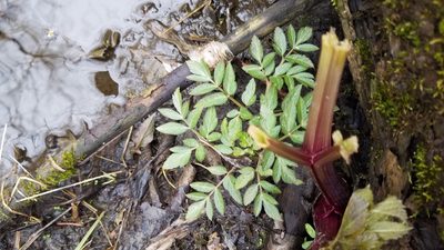 Angelica atropurpurea, photographed by Eric Schmidt