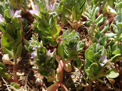 Lythrum hyssopifolia, photographed by joergmlpts