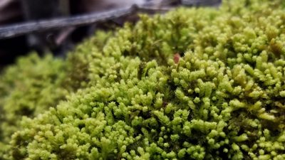 Claopodium rostratum, photographed by Eric Schmidt