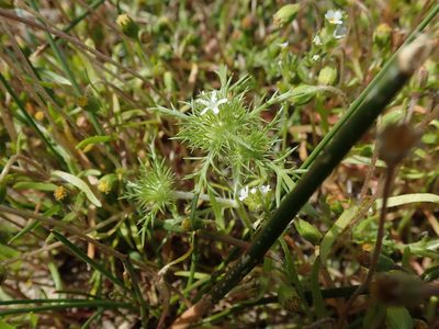 Navarretia leucocephala, photographed by joergmlpts