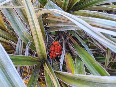Astelia nervosa, photographed by Kate McAlpine