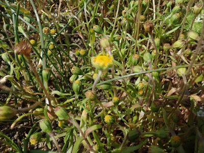 Lasthenia glaberrima, photographed by joergmlpts