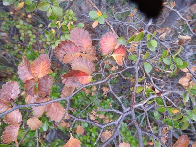 Nothofagus pumilio, photographed by María Regina Silva