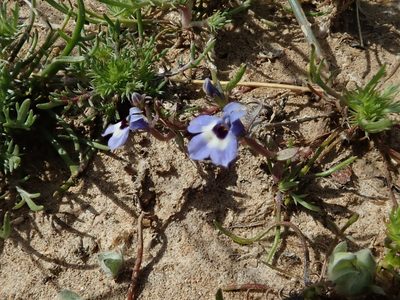 Downingia concolor, photographed by joergmlpts