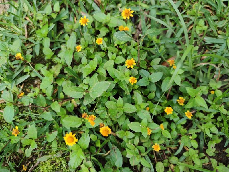Acmella repens, photographed by Liliana Ramírez-Freire