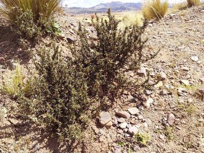 Tetraglochin cristata, photographed by Humber Alberto
