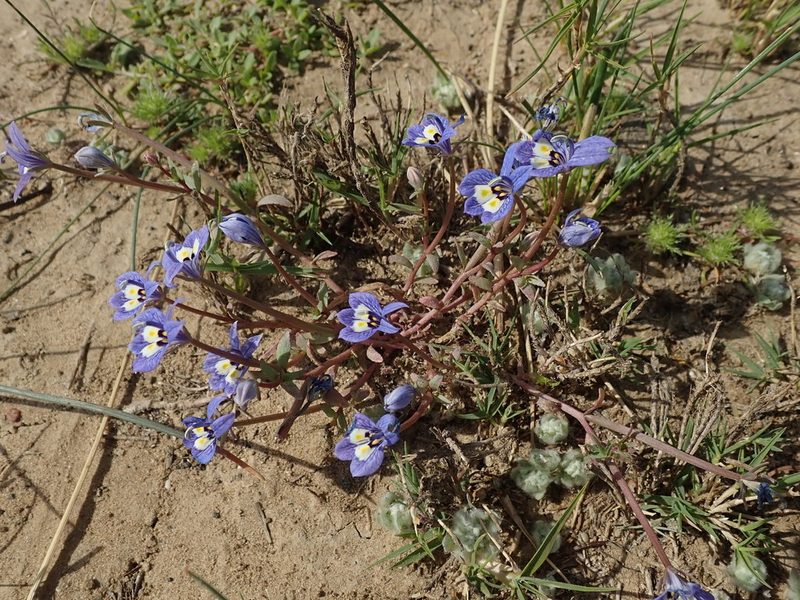 Downingia insignis, photographed by joergmlpts