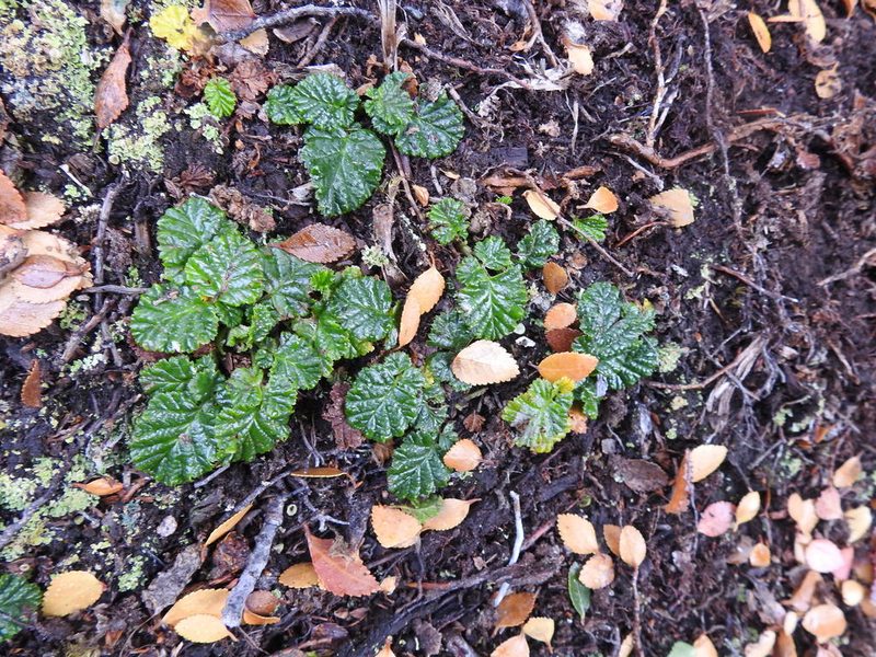 Rubus geoides, photographed by María Regina Silva