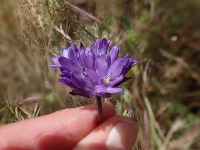 Dichelostemma congestum, photographed by joergmlpts