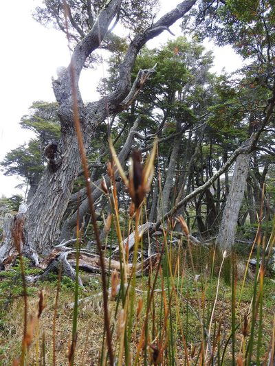 Marsippospermum grandiflorum, photographed by María Regina Silva