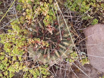 Lobivia pentlandii, photographed by Humber Alberto
