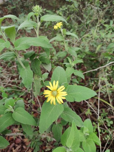 Vigethia mexicana, photographed by Liliana Ramírez-Freire