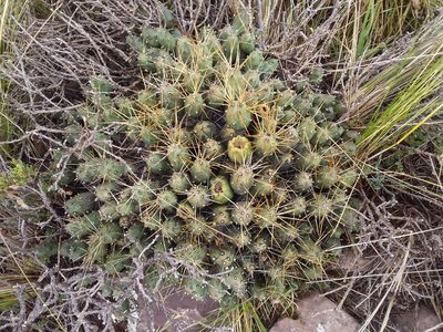 Cumulopuntia boliviana, photographed by Humber Alberto