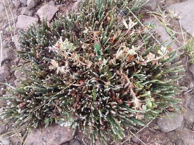 Ephedra rupestris, photographed by Humber Alberto