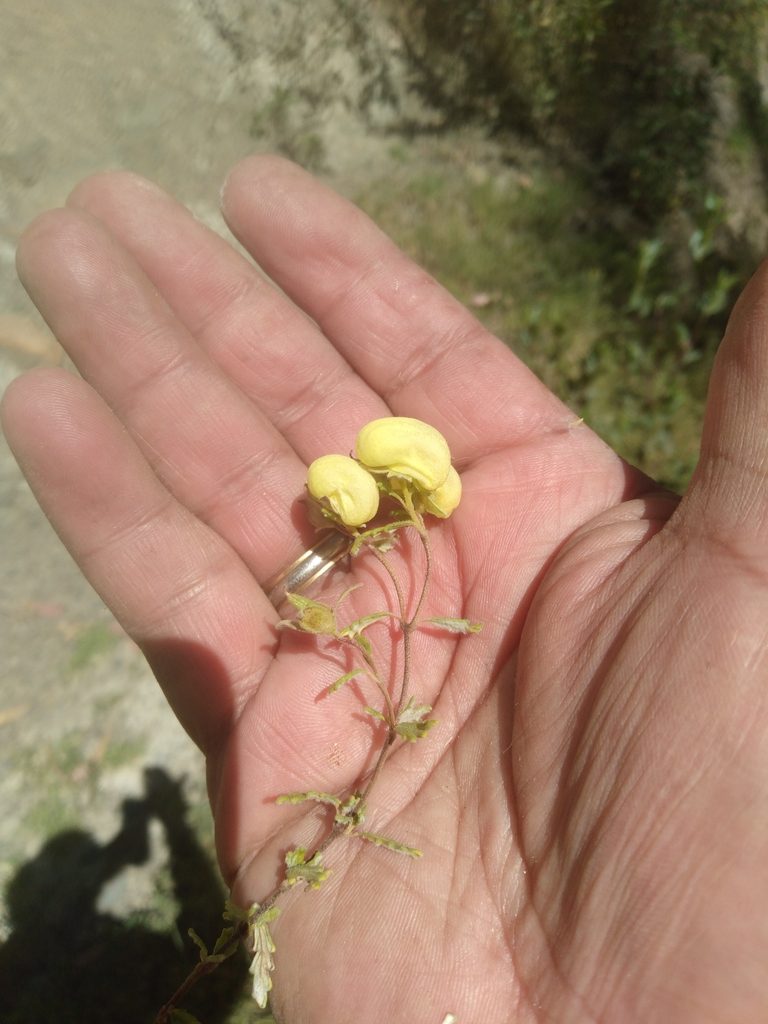 Calceolaria sparsiflora, photographed by Alfredo F. Fuentes Claros