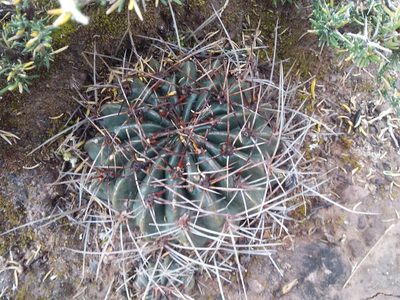 Lobivia pentlandii, photographed by Humber Alberto