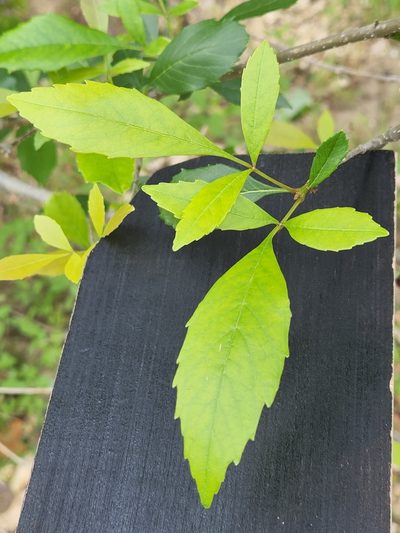 Fraxinus berlandieriana, photographed by Jo Roberts