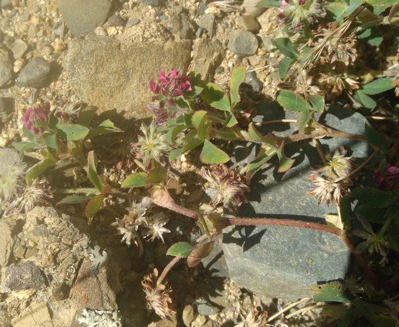 Trifolium amabile, photographed by Alfredo F. Fuentes Claros