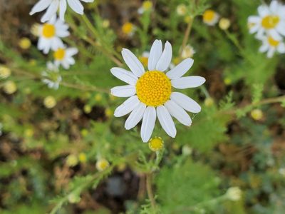 Anthemis cotula, photographed by Mary K. Hanson