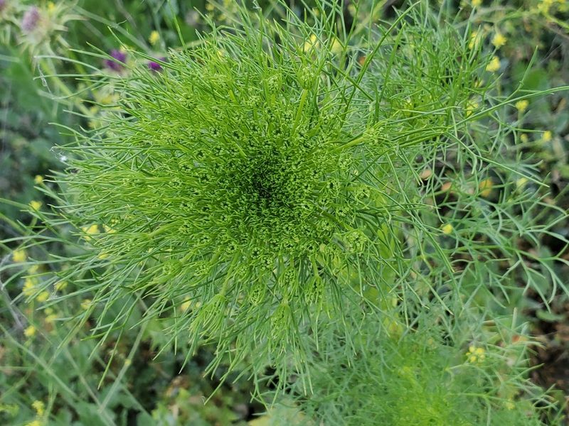 Visnaga daucoides, photographed by Mary K. Hanson